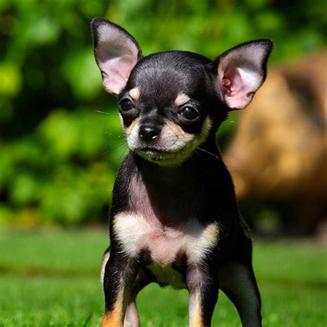 Check with the breeder for up-to-date information on puppy availability. . Chihuahua puppies for sale in western wa